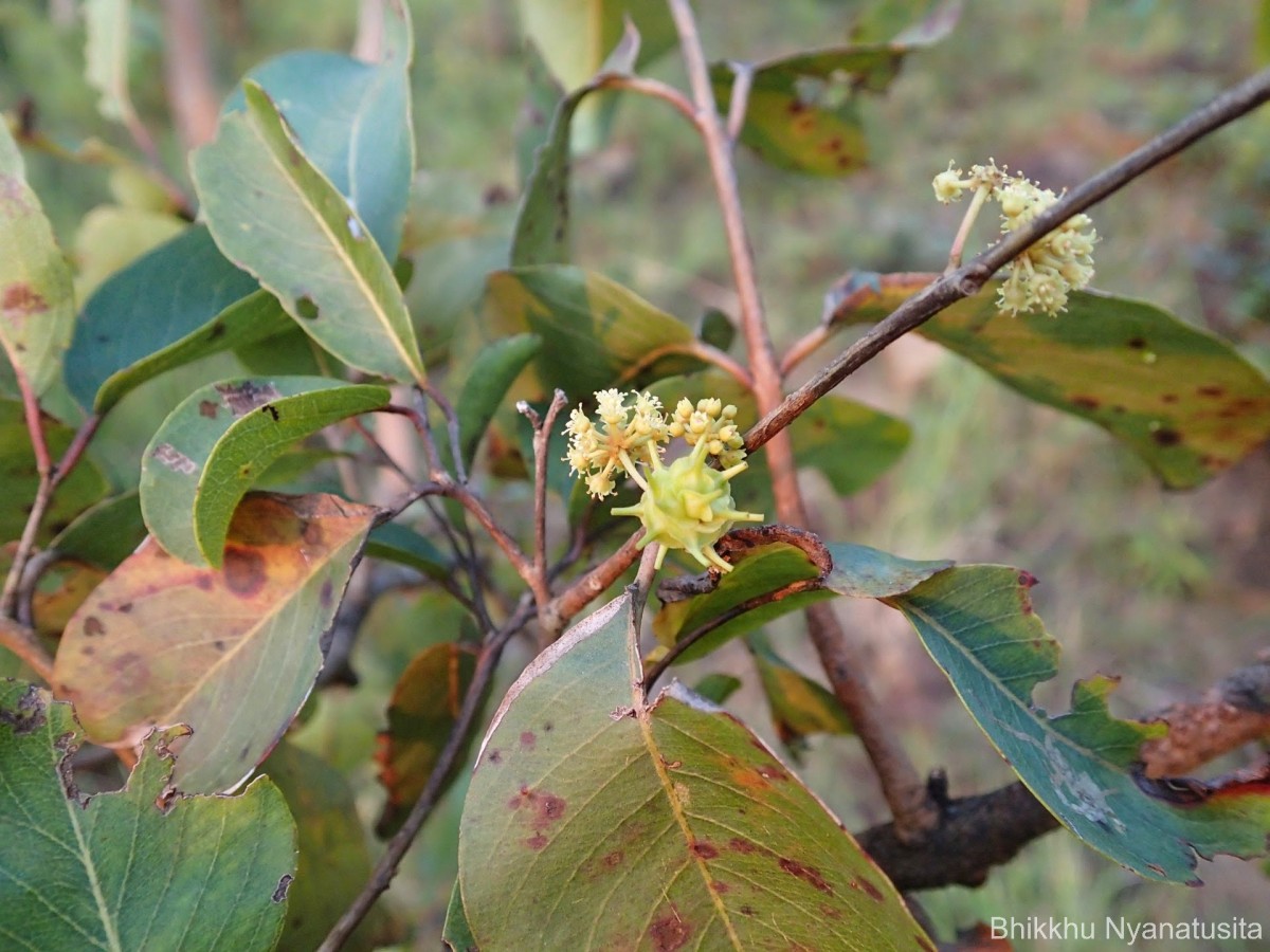 Combretum latifolium Blume